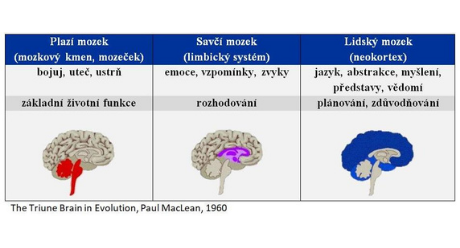 Evoluce mozku - plazí, savčí, lidský