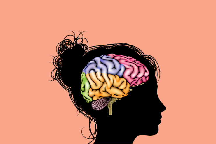 Anatomie lidského mozku