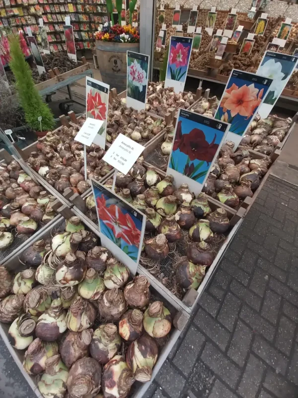 Výměnný pobyt Zwolle Holandsko