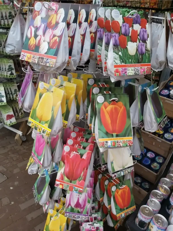 Výměnný pobyt Zwolle Holandsko